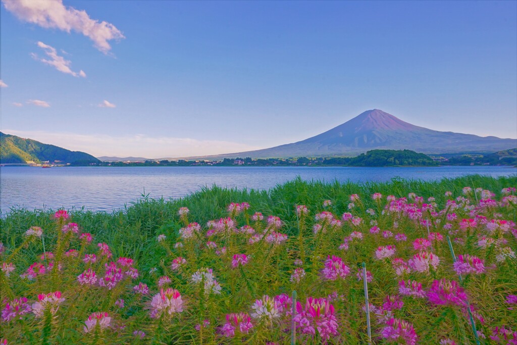 クレオメと。。。