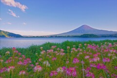 クレオメと。。。