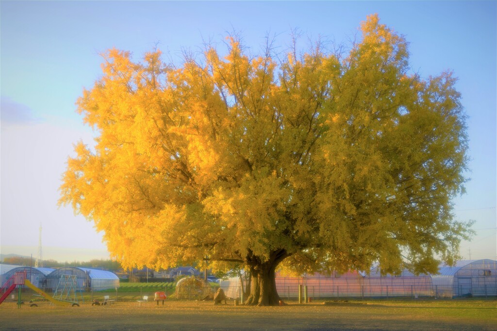 大和の大イチョウ