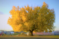 大和の大イチョウ