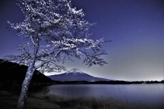 名もなき湖畔の桜　月明かりの下で