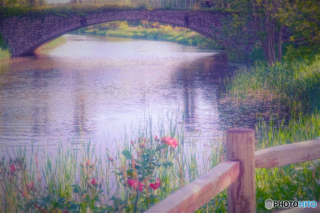 garden bridge 5月のバラ