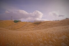 ススキの穂が揺れる丘