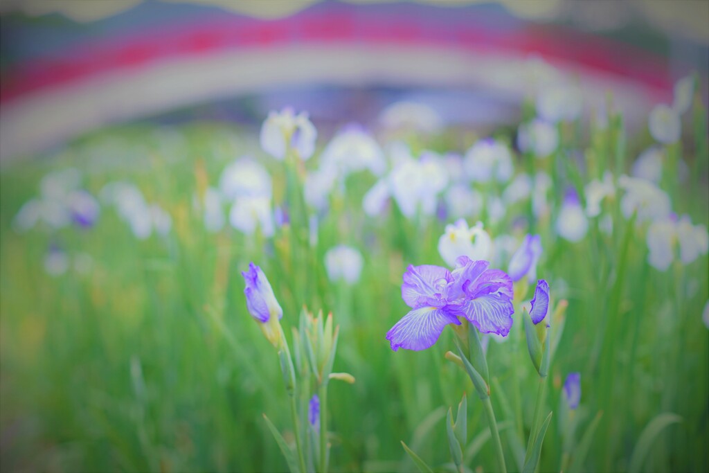 朝の菖蒲園