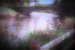 ガ－デンブリッジと5月のバラ