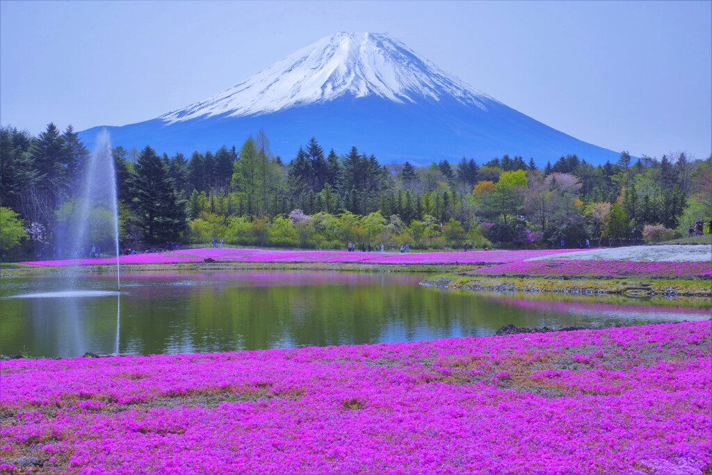 Pink carpet