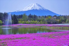 Pink carpet
