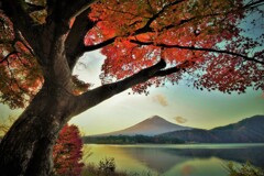 もみじトンネル　１１月