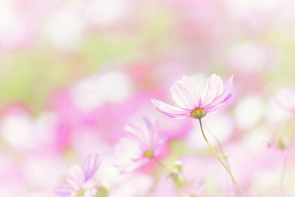 逆光のコスモス