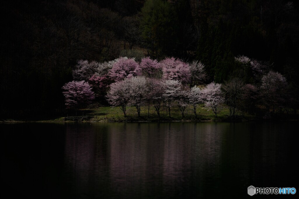 幻夢桜