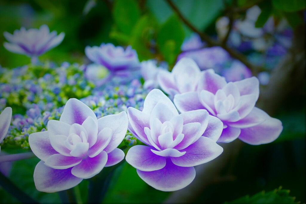 コンペイトウ２