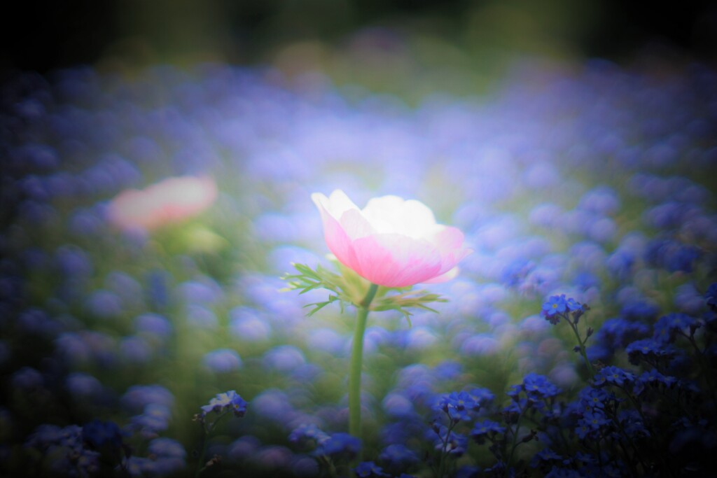 青いステ－ジのピンクの歌うたい