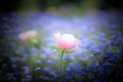 青いステ－ジのピンクの歌うたい