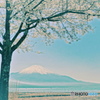 桜の花が咲くころに
