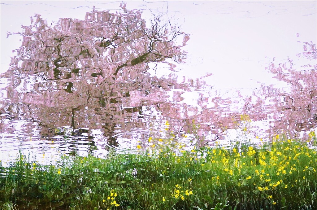 水中花