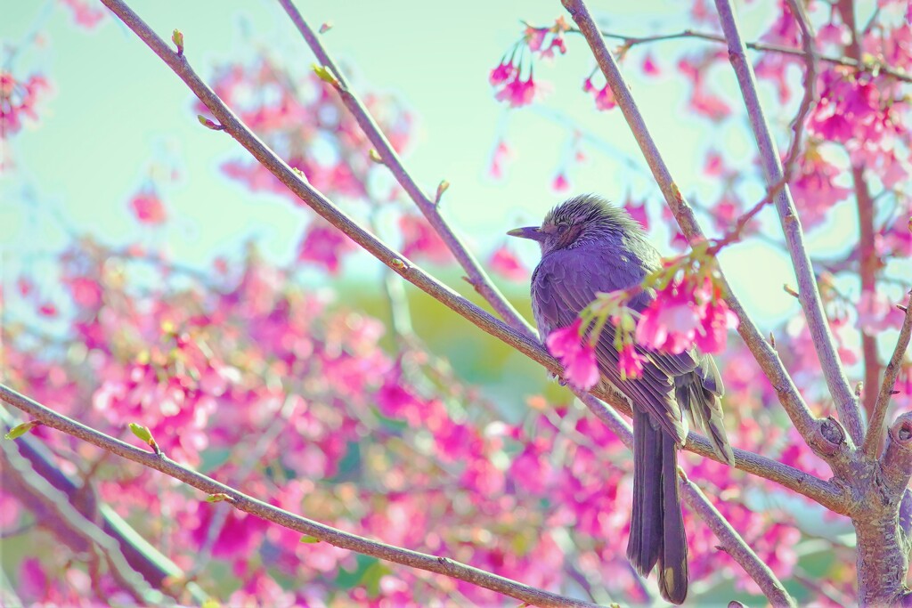 掛川桜とヒヨドリ１