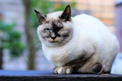 皆さん (新年のごあいさつ１）