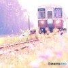 秋桜とロ－カル線