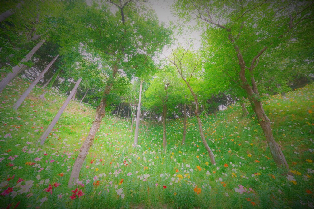 木立を吹き抜ける6月の風２