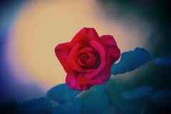 red rose~情熱
