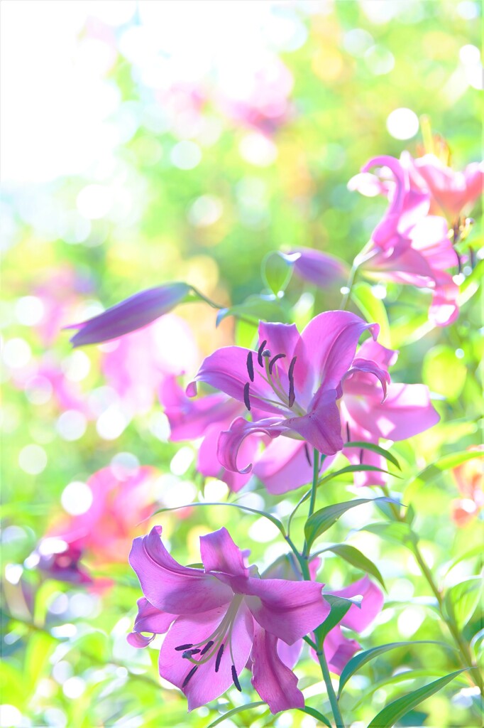 キラキラヒカル