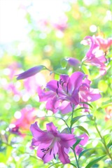 キラキラヒカル