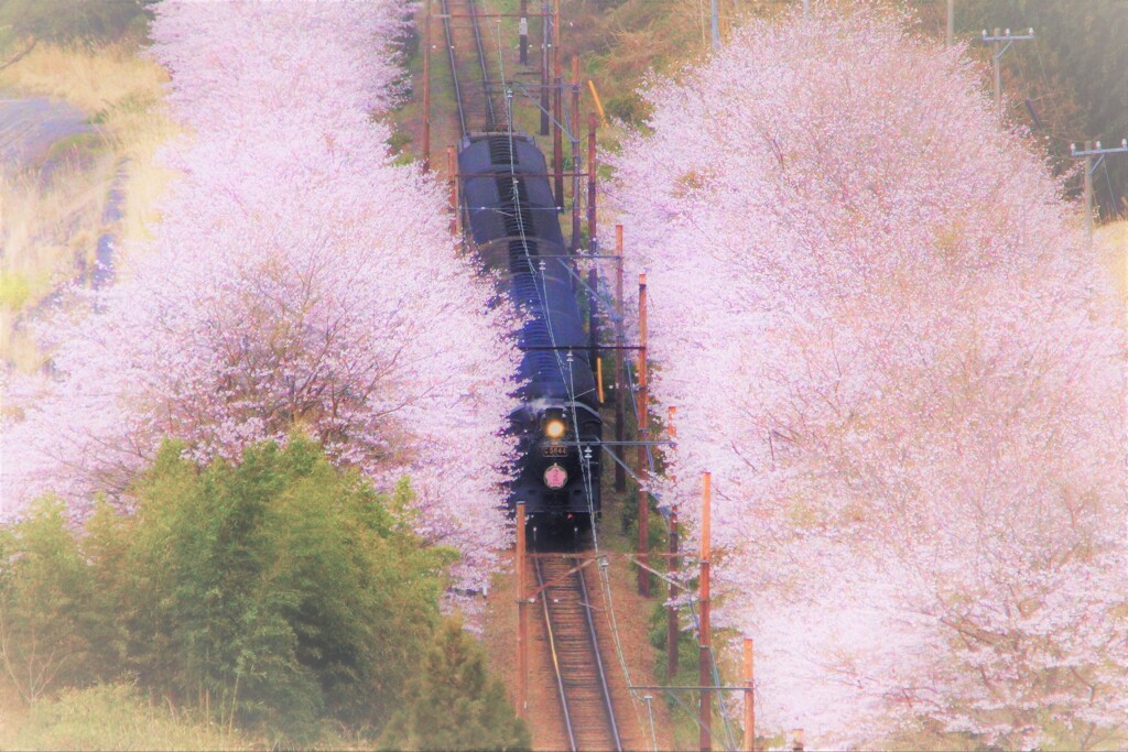 桜並木