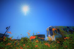 花畑を行く
