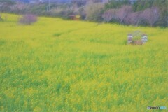 小さな恋の物語２