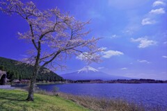 名もなき湖畔の桜　太陽の下で