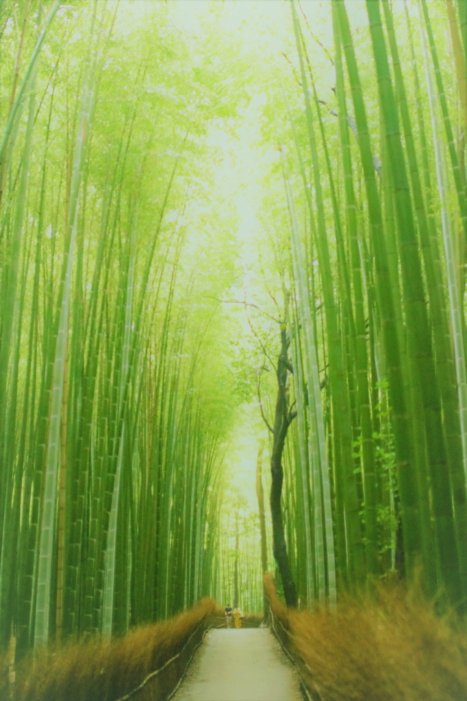 嵐山の竹林２