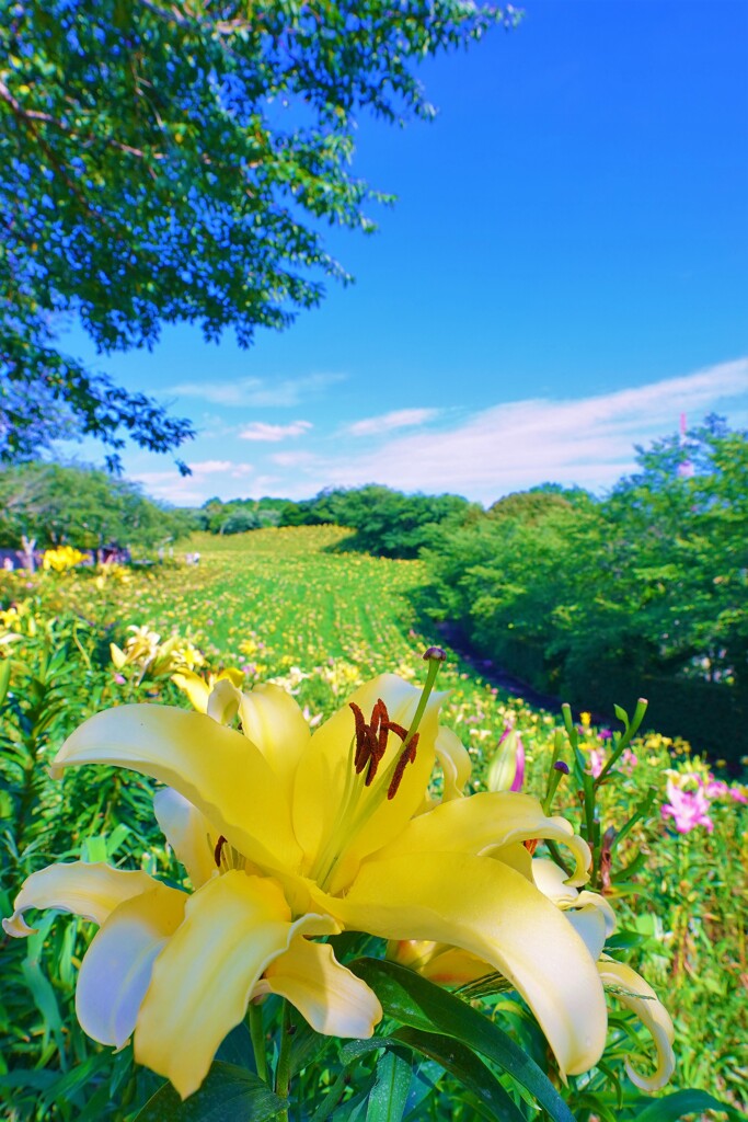 空の青さに映える花２