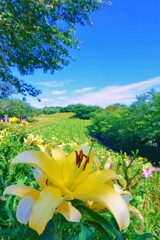 空の青さに映える花２