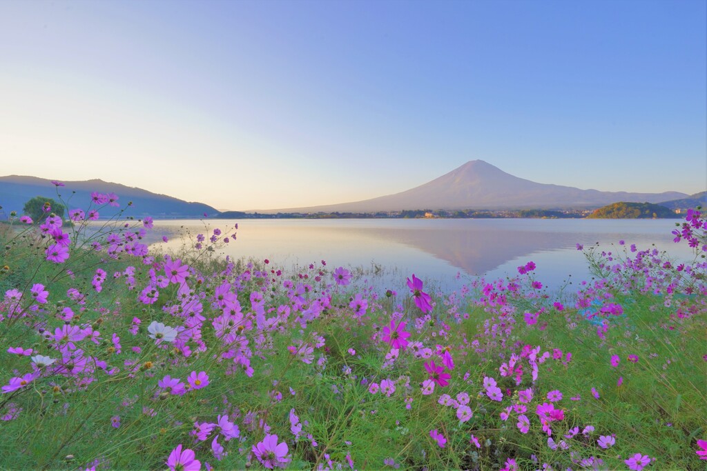 湖畔のコスモス１