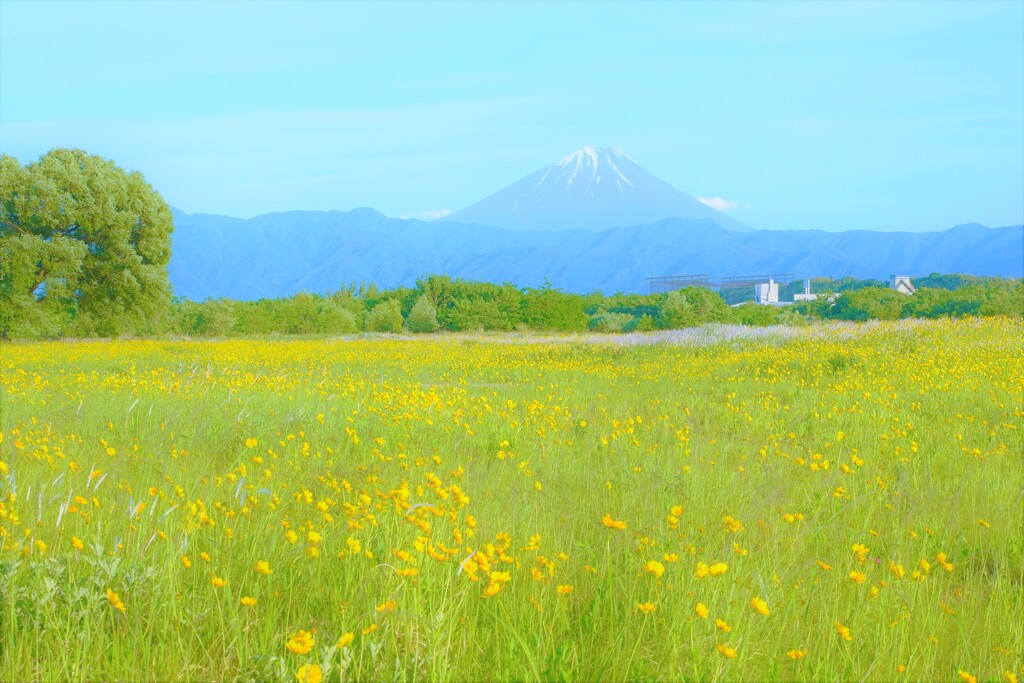 キバナコスモスの河川敷で。。。