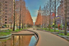 セコイア並木　赤茶の日