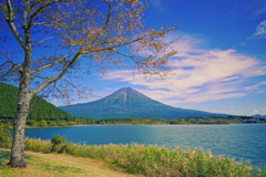 初秋の湖畔の桜