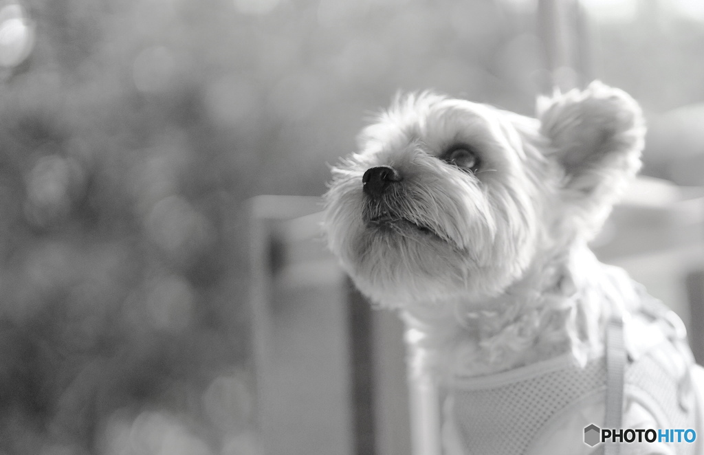 希望は捨てない