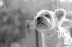 希望は捨てない