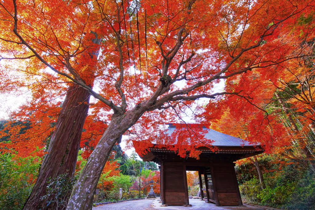 遠州普門寺紅葉１