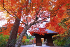 遠州普門寺紅葉１