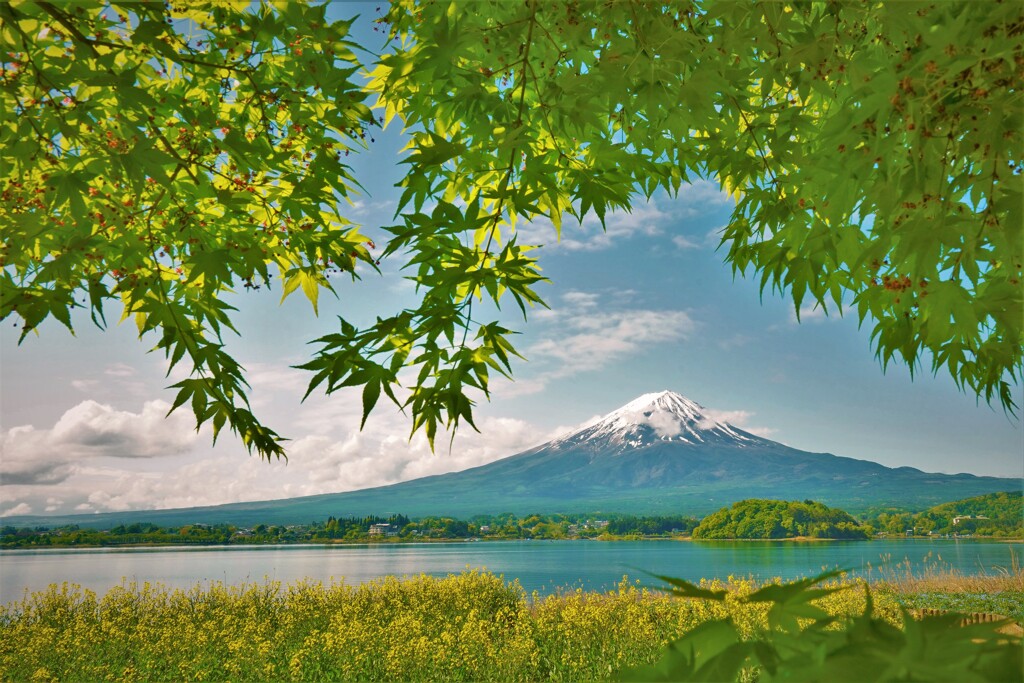 新緑モミジと。。。