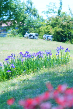 さんぽ道　Garden