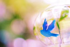 blue bird