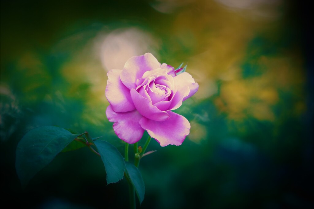 Rose2