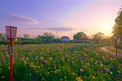 夕刻の菖蒲園３
