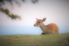 若草山の涼しげな顔