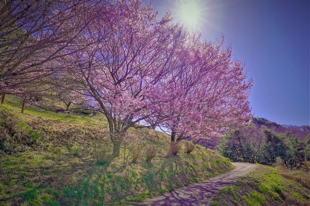 山里の春