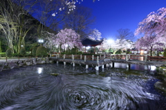 名残の花筏（はないかだ）