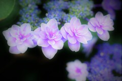 コンペイトウ１